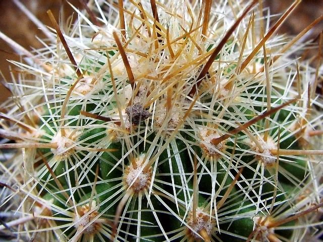Thelocactus _hastifer _04
